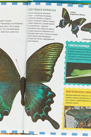 Бабочки - image 2