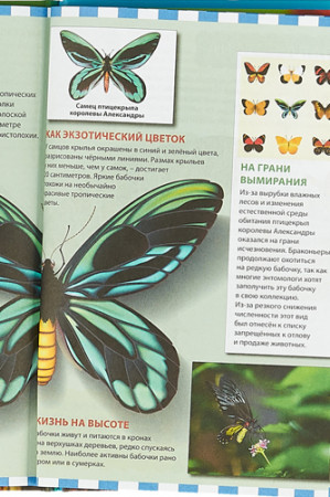 Бабочки - image 3