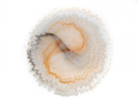 Декоративная тарелка Shading Color 33 см - image 2