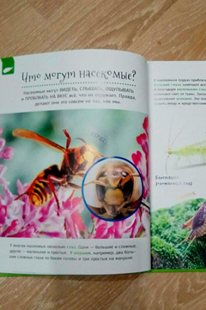 Насекомые. Первая энциклопедия - image 3