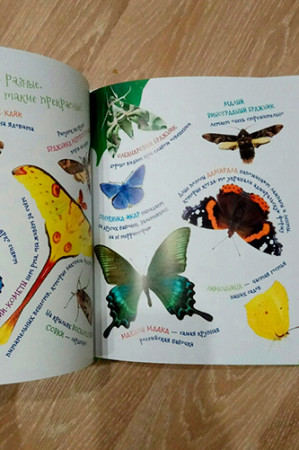 Насекомые. Первая энциклопедия - image 4